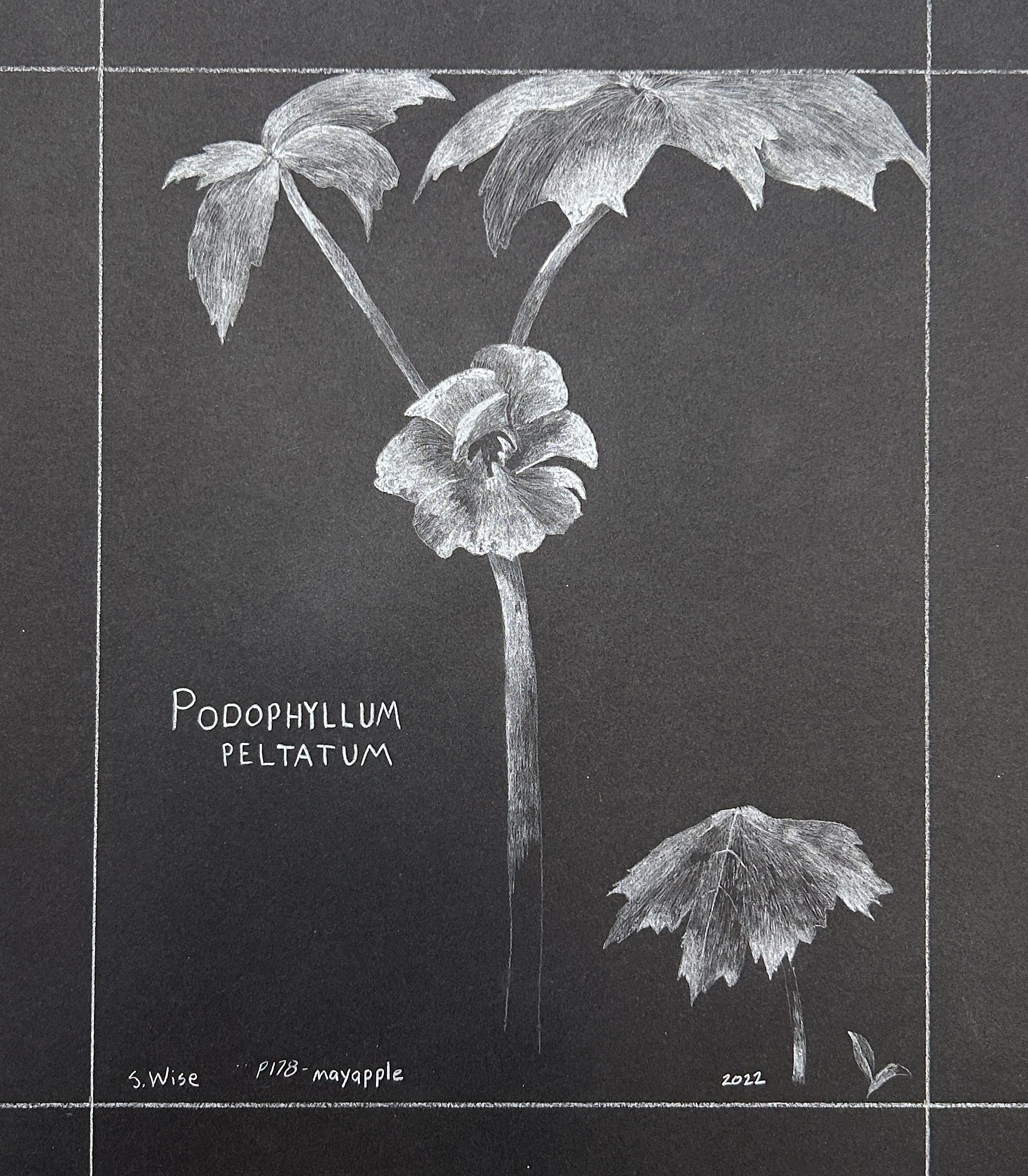 P179-mayapple