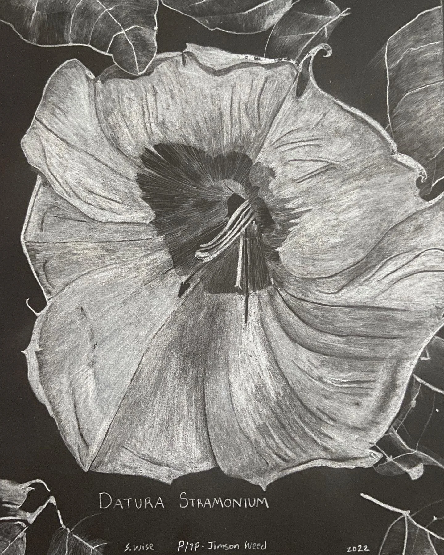 P179-Jimson Weed