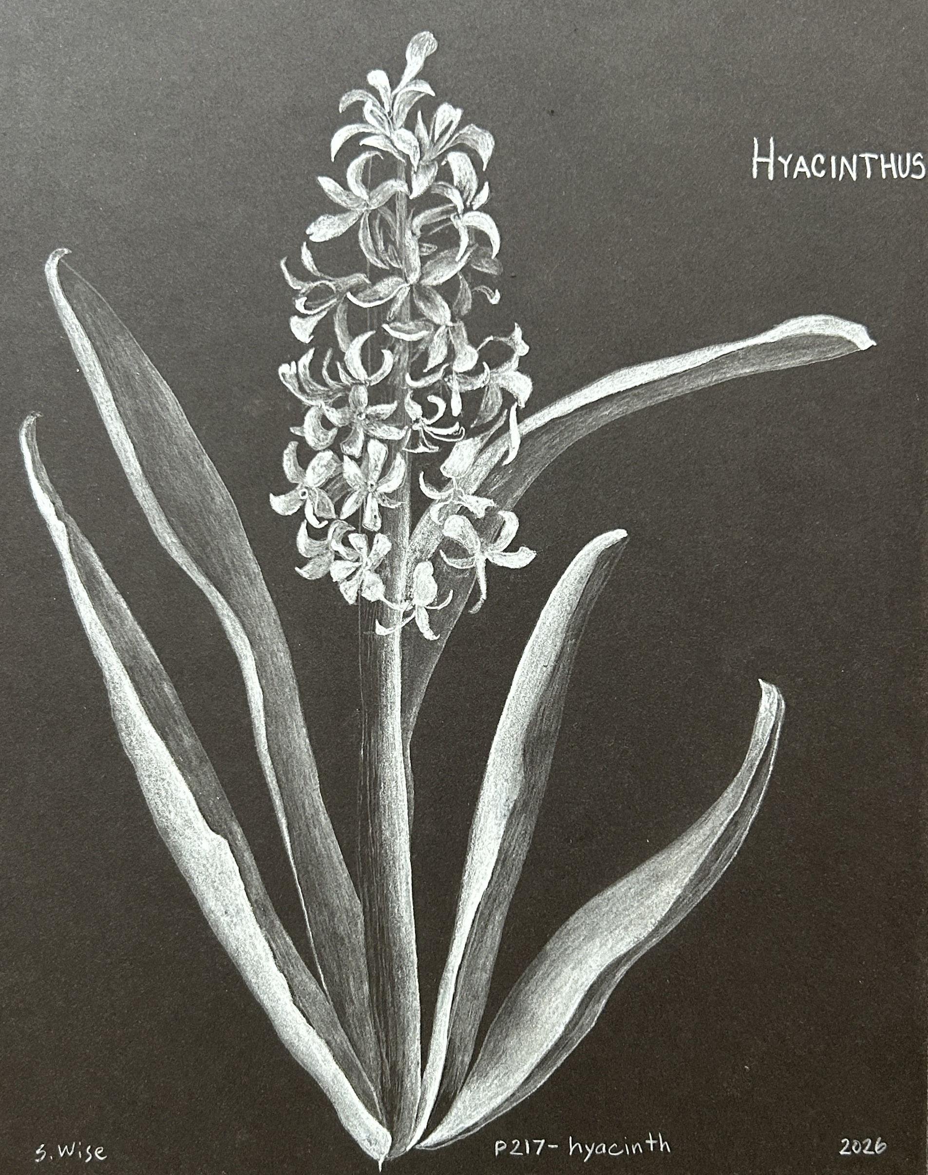 P217-hyacinth