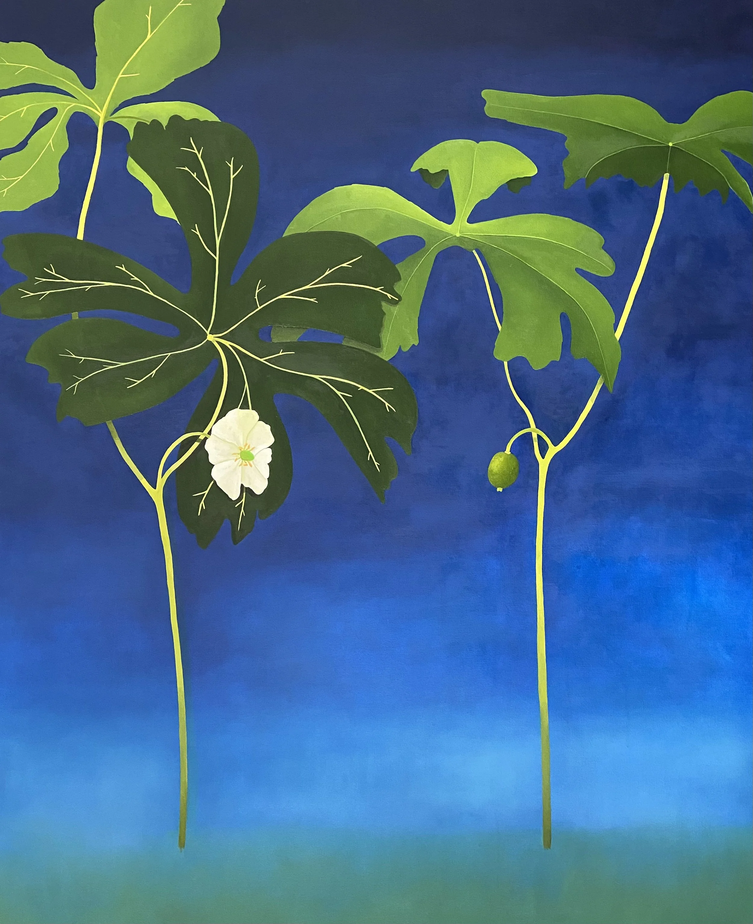 X07-mayapple