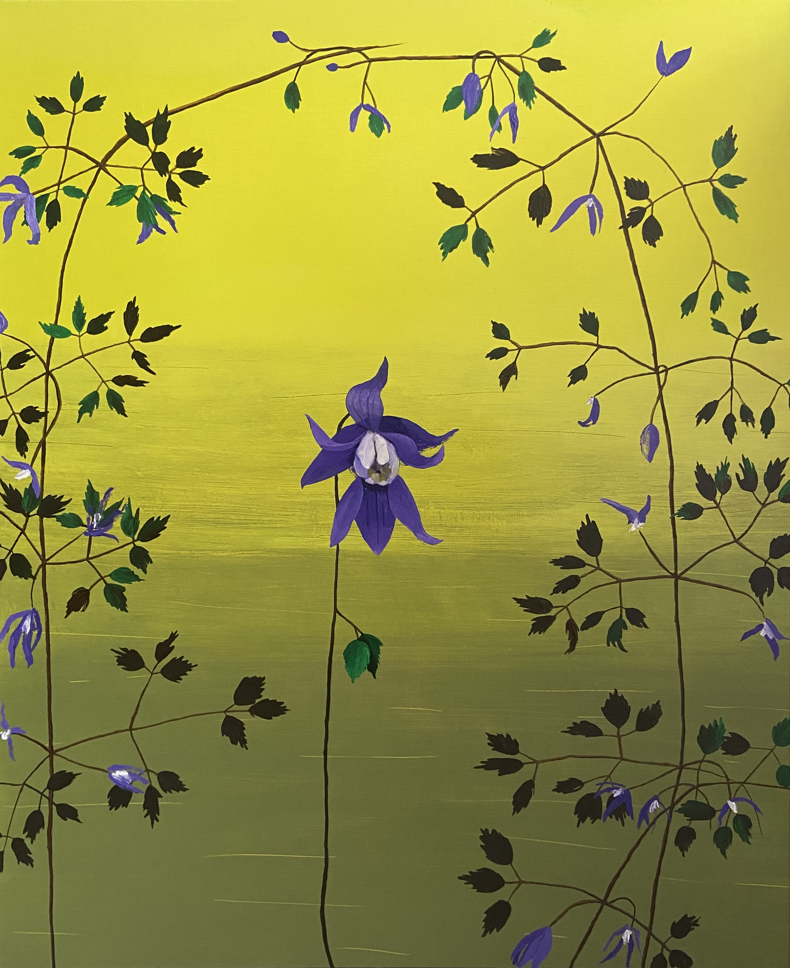 X12-alpine clematis